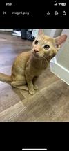 adoptable Cat in phoenix, AZ named Cortez