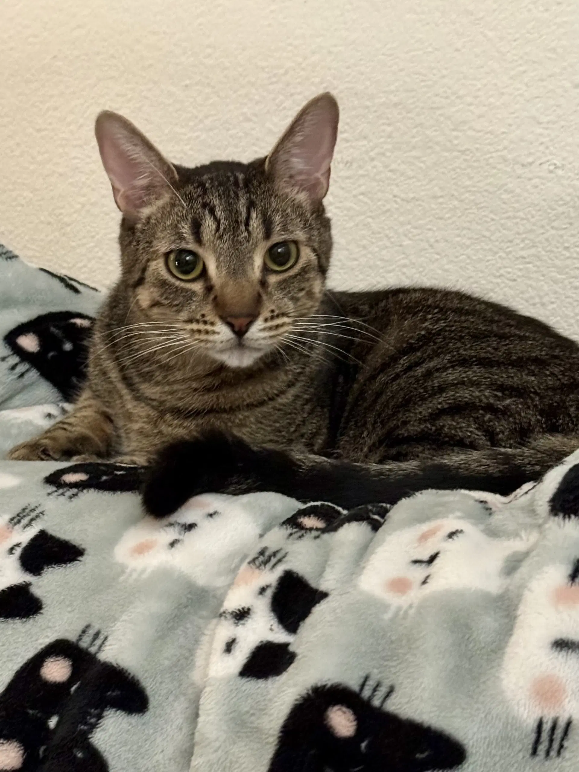 Mijo - Domestic Short Hair