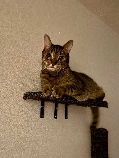 picture of the cat needing adoption
