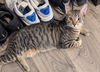 adoptable Cat in Phoenix, AZ named Mijo