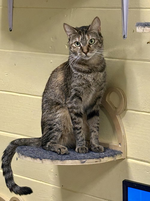 picture of the cat needing adoption