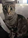 adoptable Cat in Phoenix, AZ named Nala