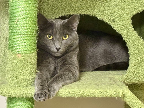 picture of the cat needing adoption