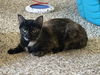 adoptable Cat in Phoenix, AZ named Bonnie