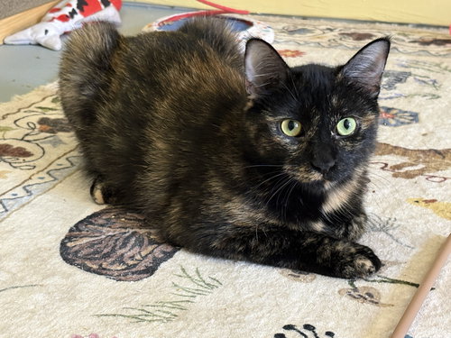 picture of the cat needing adoption