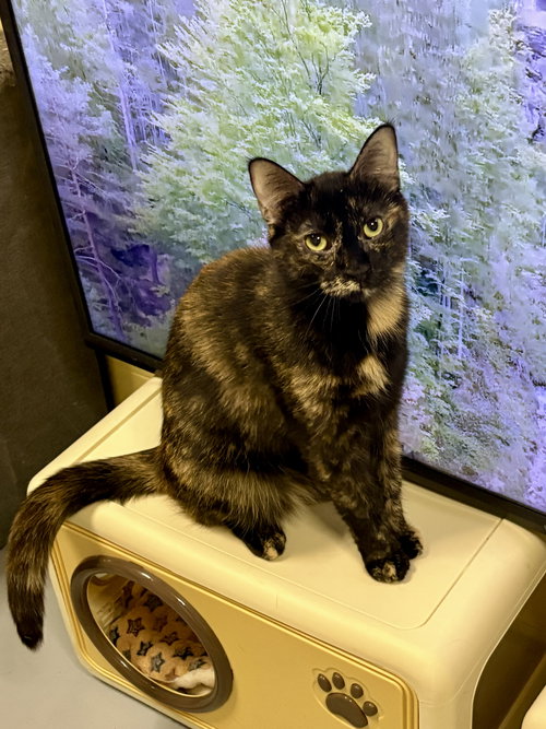 picture of the cat needing adoption