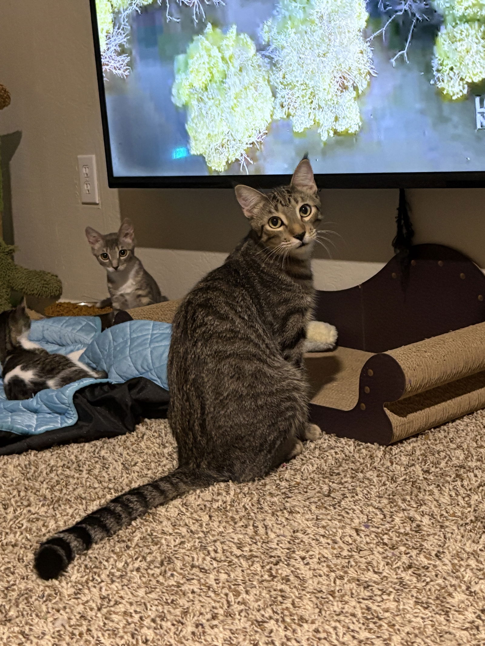 adoptable Cat in Phoenix, AZ named Clyde