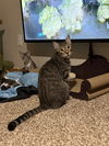 adoptable Cat in Phoenix, AZ named Clyde