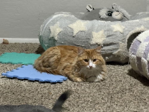 picture of the cat needing adoption