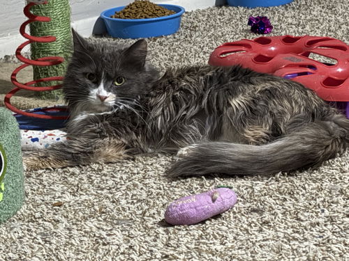 picture of the cat needing adoption