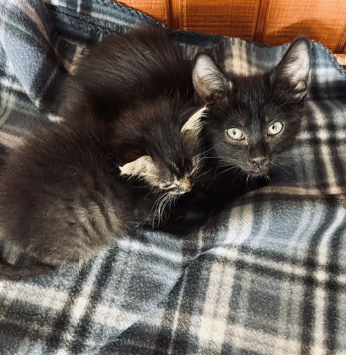 picture of the cat needing adoption