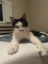 adoptable Cat in  named Nyla
