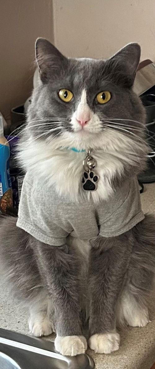 picture of the cat needing adoption