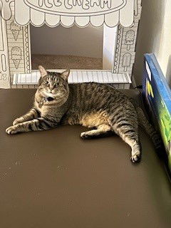 picture of the cat needing adoption