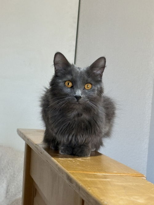 picture of the cat needing adoption