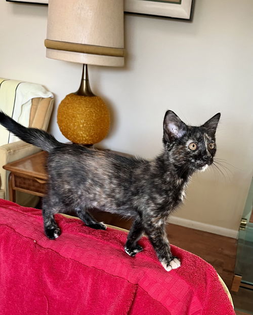 picture of the cat needing adoption