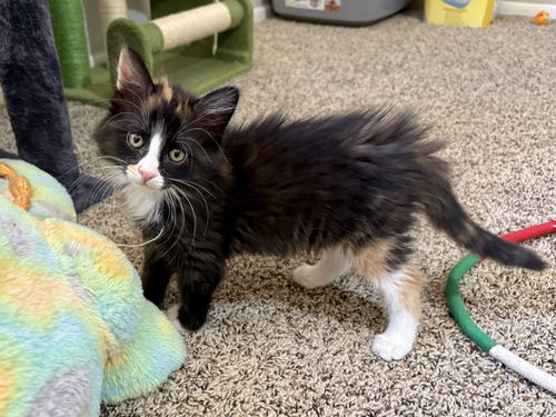 picture of the cat needing adoption