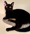adoptable Cat in Phoenix, AZ named Gigi