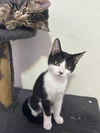 adoptable Cat in  named Louise