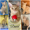 David - Photo 3