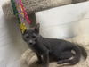 adoptable Cat in  named Englebert