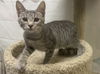 adoptable Cat in  named Marco
