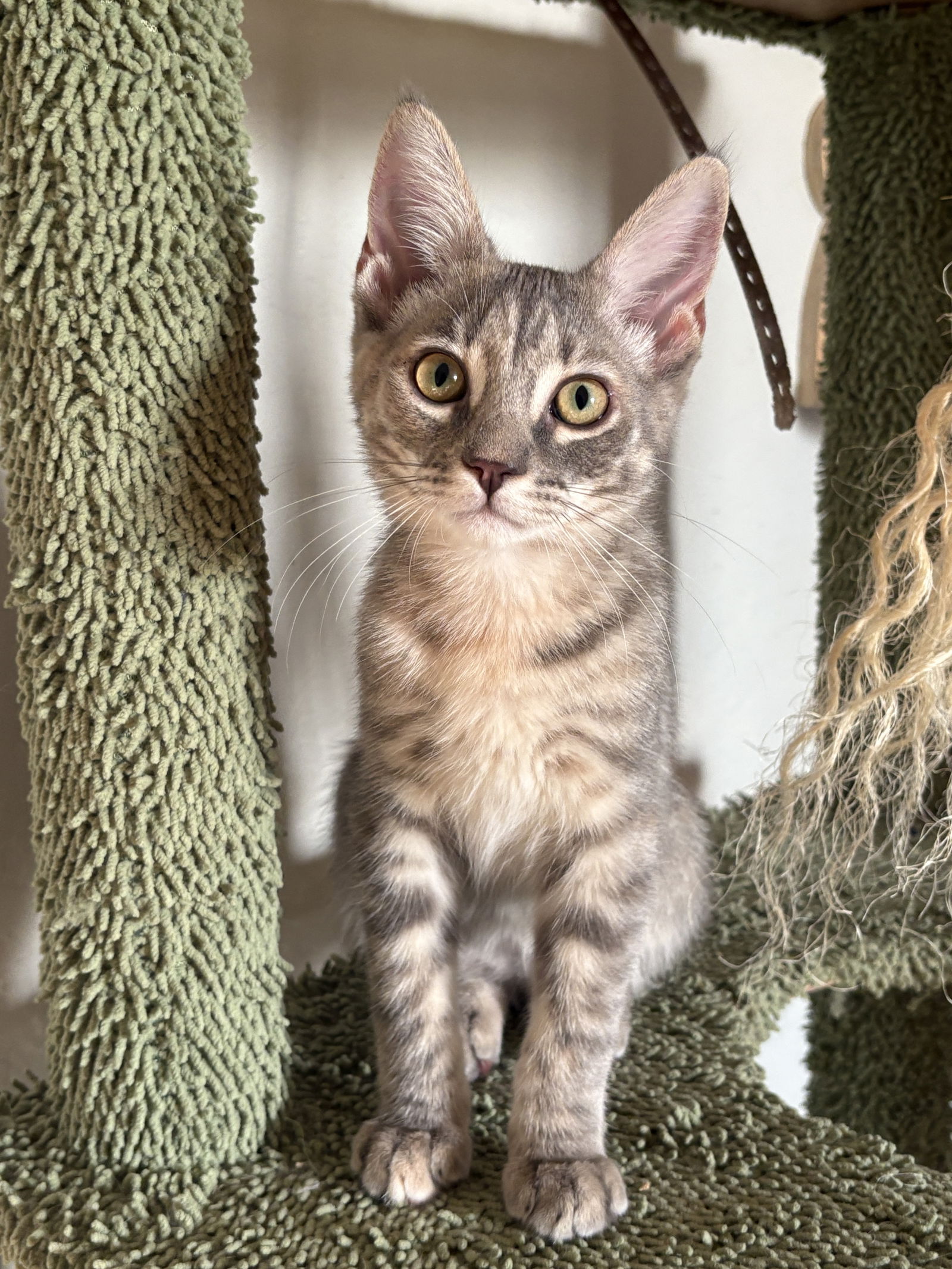 adoptable Cat in Phoenix, AZ named Sandy