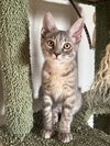 adoptable Cat in Phoenix, AZ named Sandy