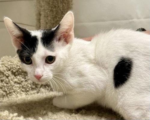 Cowboy (Bonded with Roy Rogers), an adoptable Domestic Short Hair in Phoenix, AZ