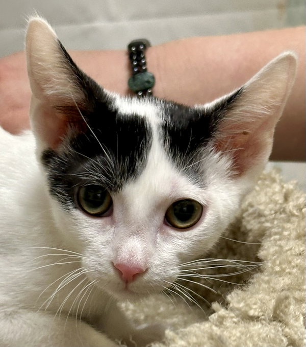 Cowboy (Bonded with Roy Rogers)
