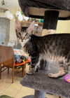 adoptable Cat in Phoenix, AZ named Montie