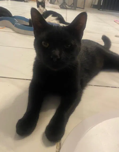 Mason - Domestic Short Hair