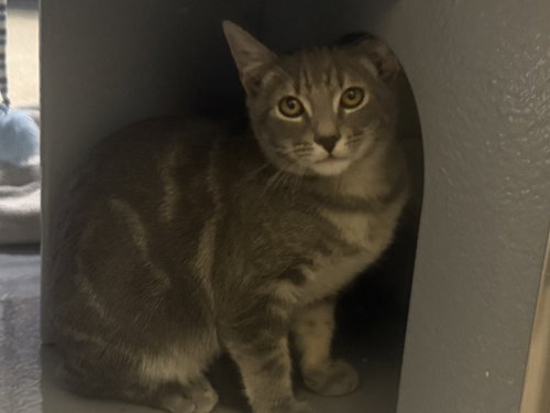 PRINCE - Tabby / Russian Blue available for adoption