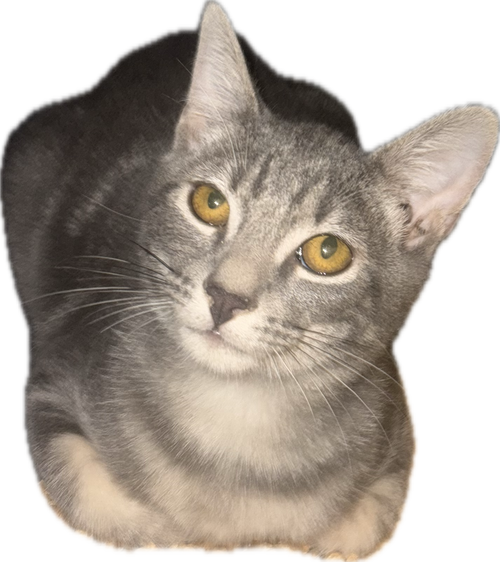 picture of the cat needing adoption