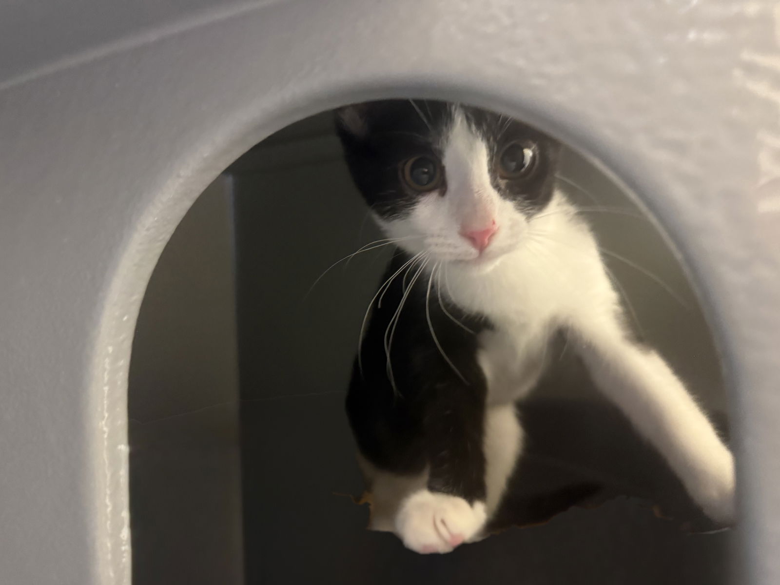 adoptable Cat in Phoenix, AZ named Dale Evans