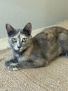 adoptable Cat in  named Hazel