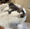 adoptable Cat in  named Florin