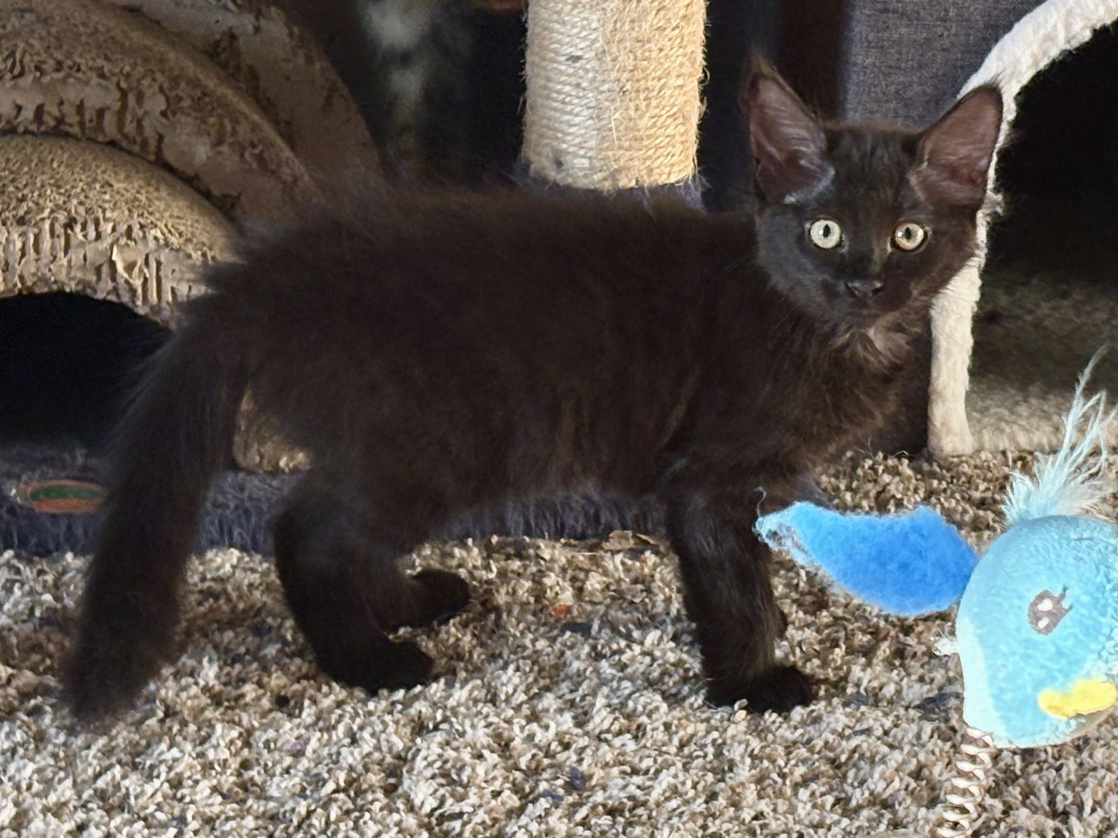 adoptable Cat in Phoenix, AZ named Rue