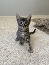 adoptable Cat in  named Bella Luna