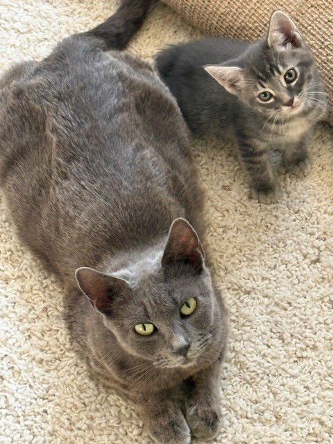 adoptable Cat in Phoenix, AZ named Grayson