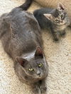 adoptable Cat in  named Grayson