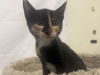 adoptable Cat in  named Jacky