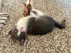 adoptable Cat in , AZ named LadyBug