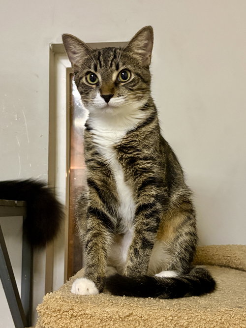 CURRY - Domestic Short Hair available for adoption