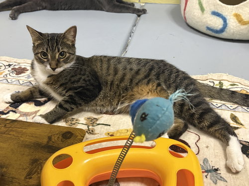 picture of the cat needing adoption