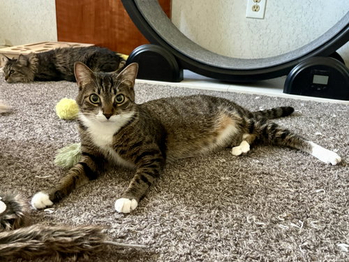 picture of the cat needing adoption