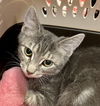 adoptable Cat in  named Aleksander
