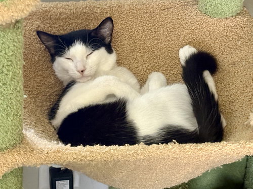 DILL - Domestic Short Hair available for adoption