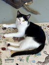 Dill - Photo 4