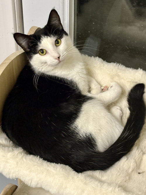picture of the cat needing adoption